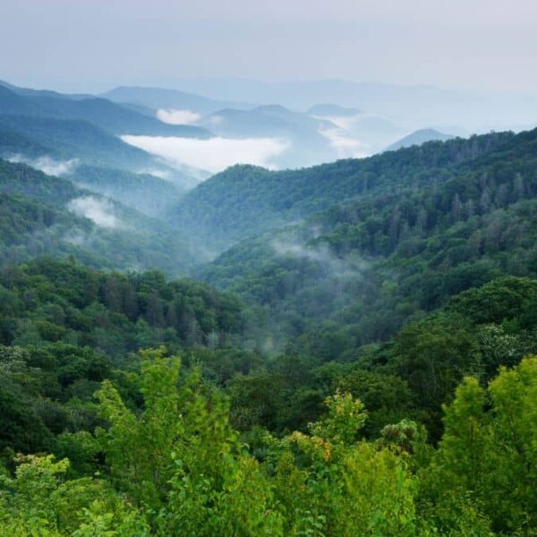 A Look at the Smoky Mountains Biodiversity hotspot in North Carolina