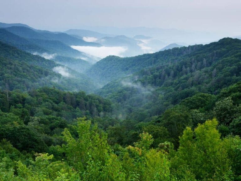 A Look at the Smoky Mountains Biodiversity hotspot in North Carolina