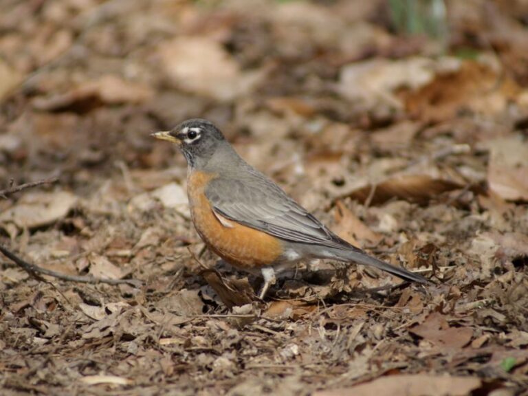 Bird Watching in North Carolina An Amateur’s Guide