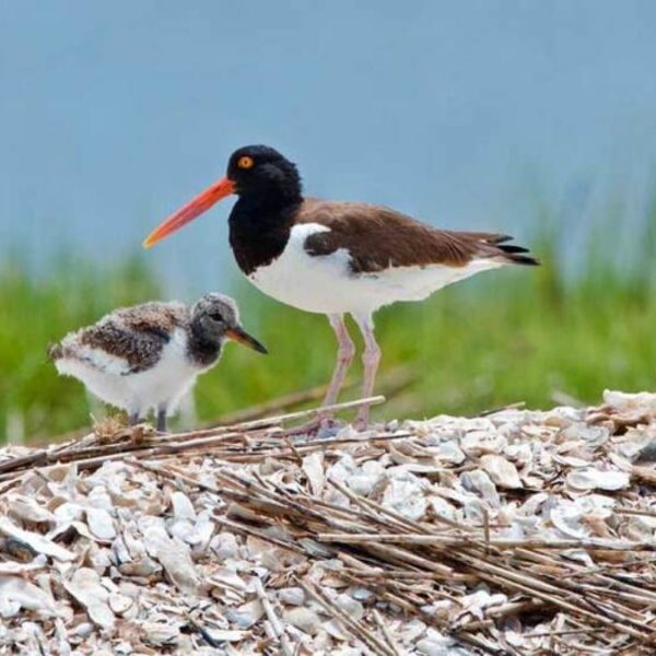 Carolinas Coastal Wildlife Exploring the Rich Biodiversity