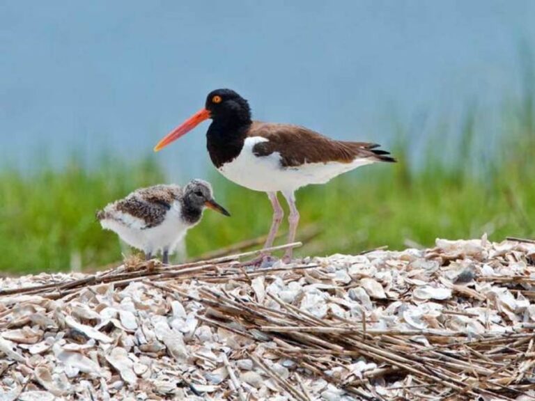 Carolinas Coastal Wildlife Exploring the Rich Biodiversity