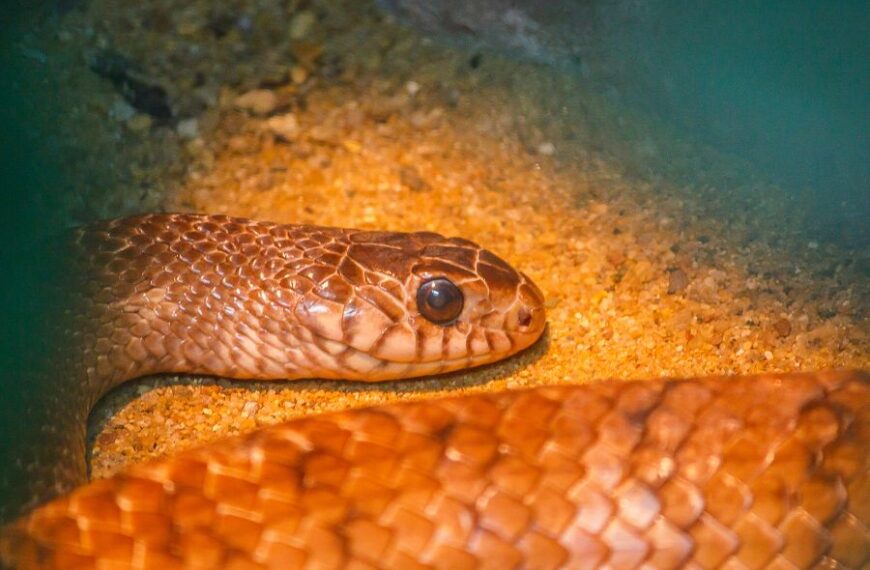 North Carolina’s Venomous Snakes A Comprehensive Guide