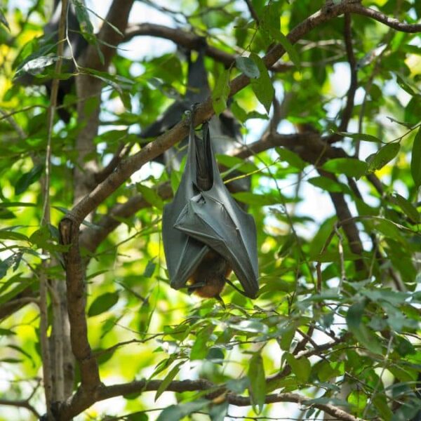 The Amazing Bat Species of North Carolina Silent Night Flyers