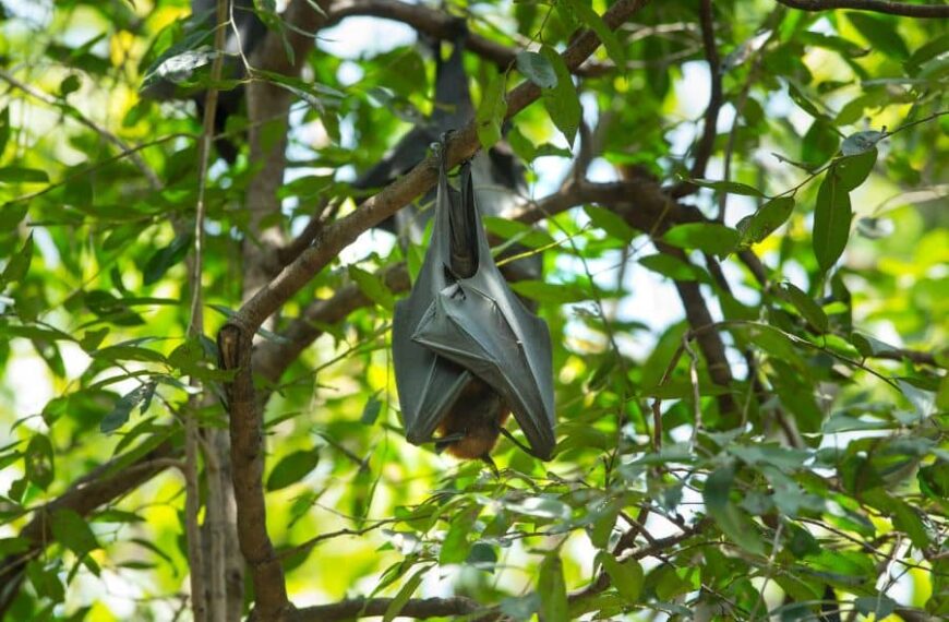 The Amazing Bat Species of North Carolina Silent Night Flyers