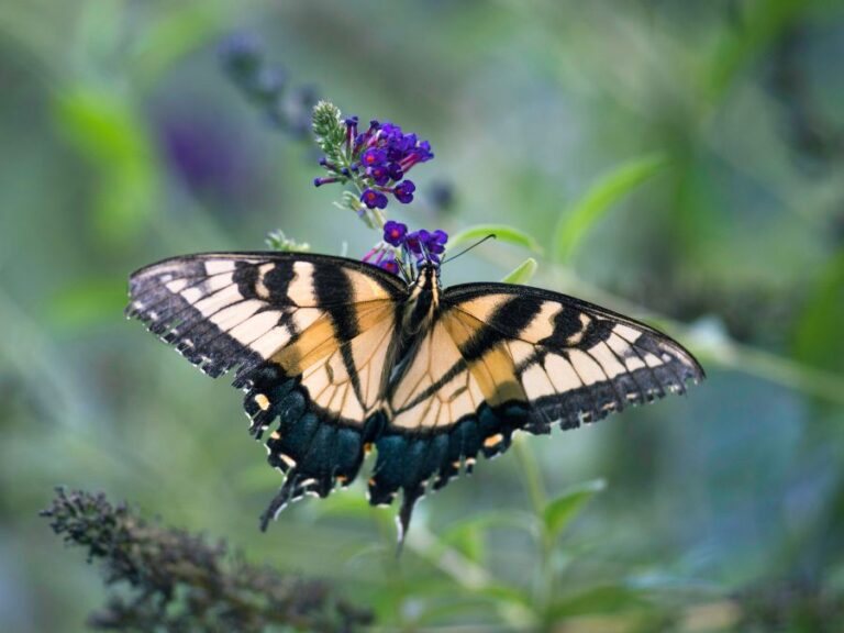 The Migration Patterns of Butterflies in North Carolina