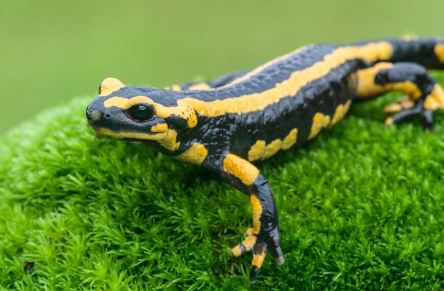 The Unique Salamanders of Appalachian North Carolina