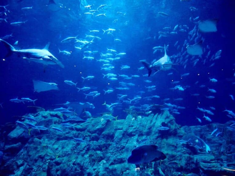 Unveiling the Aquatic Life in the Outer Banks A Deep Dive